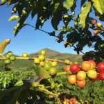 Missione in Brasile per il progetto “Lanterna”: Ripamonti incontra la comunità ligure a Poços de Caldas