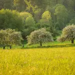 Comune di Imperia, piantati ben 560 nuovi alberi dal 2018 ad oggi